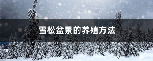 雪松盆景的养殖方法和注意事项