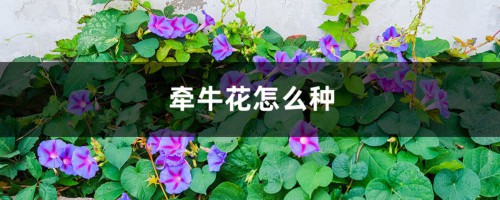 牵牛花怎么种，牵牛花种子价格