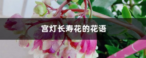 宫灯长寿花的花语和寓意，有什么传说故事