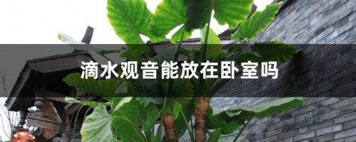 滴水观音能放在卧室吗，有毒吗