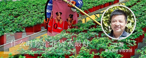 什么时候给花浇水最好