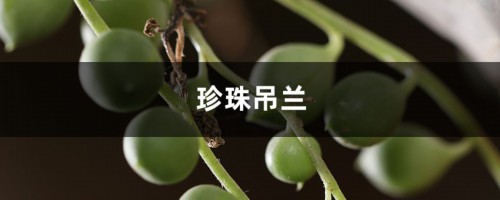 简单操作，多种方法繁殖珍珠吊兰，几步就能成活！