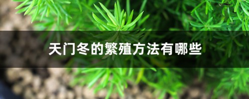 天门冬的繁殖方法有哪些